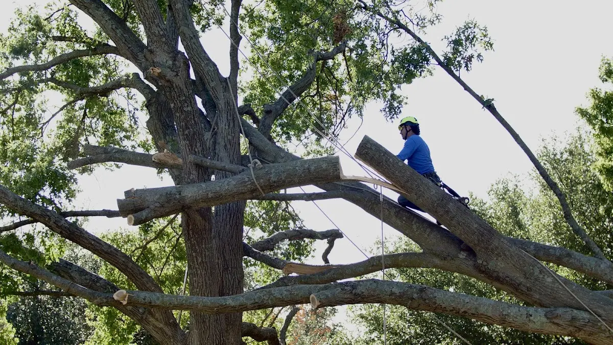 Professional Crown Thinning performed by certified arborists in Woodsboro