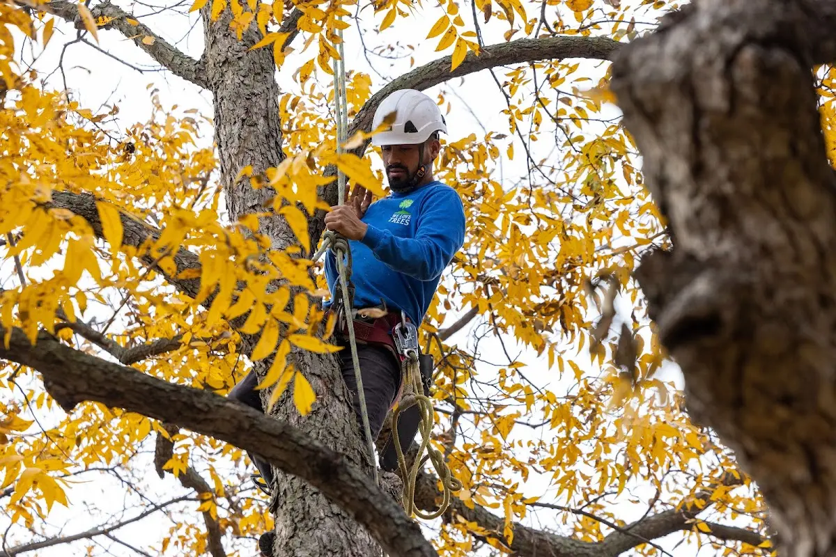 Skilled Tree Planing crew working in Woodsboro